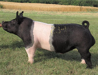 Baade Genetics :: Boars